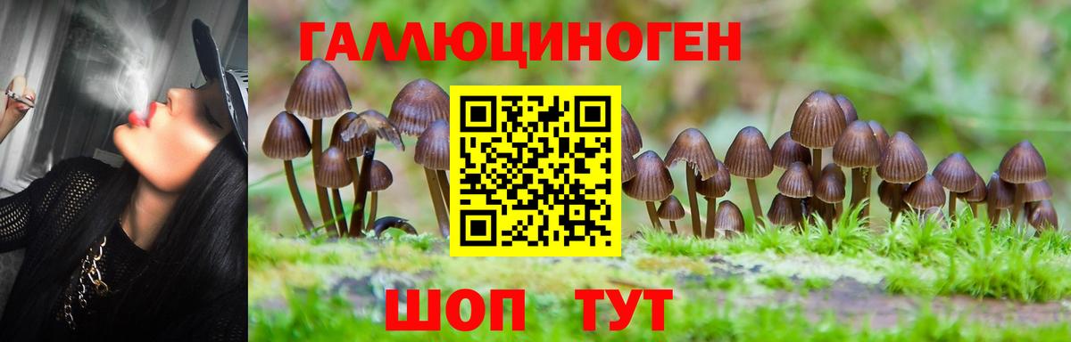 Миллерово  Псилоцибиновые грибы GOLDEN TEACHER  Галлюциногенные грибы прущие грибы  Вход с VPN 